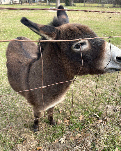 The Original Burro