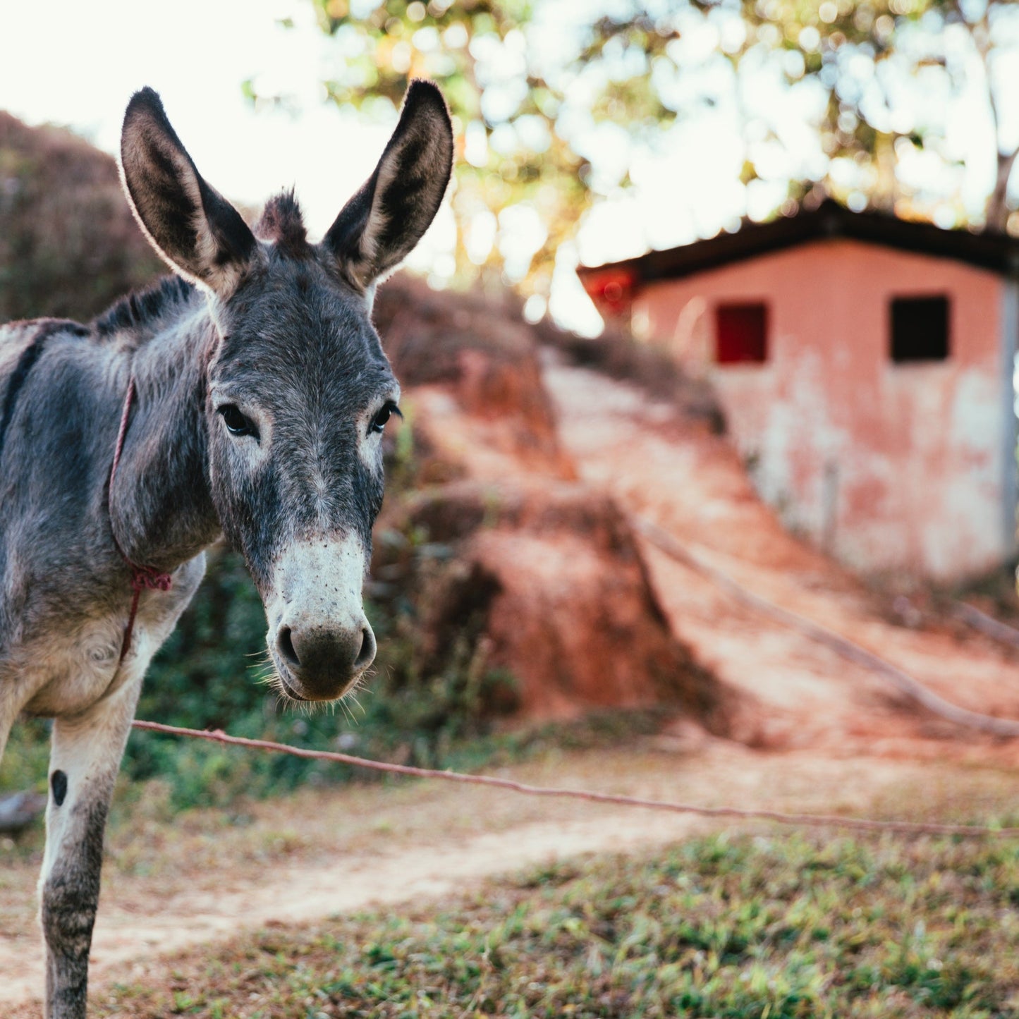 Burros: Class of 2025